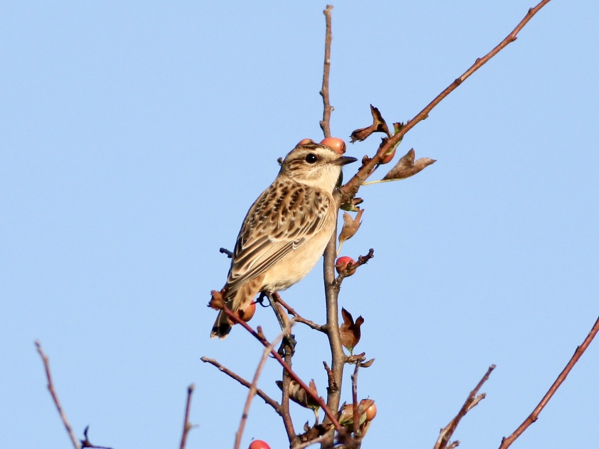 Whinchat - ML645792809