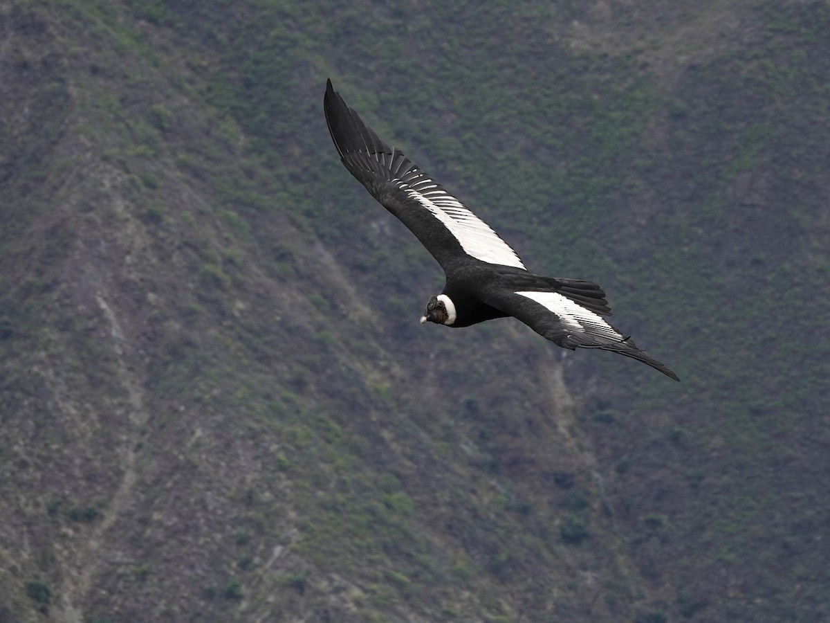 Andean Condor - ML645792817