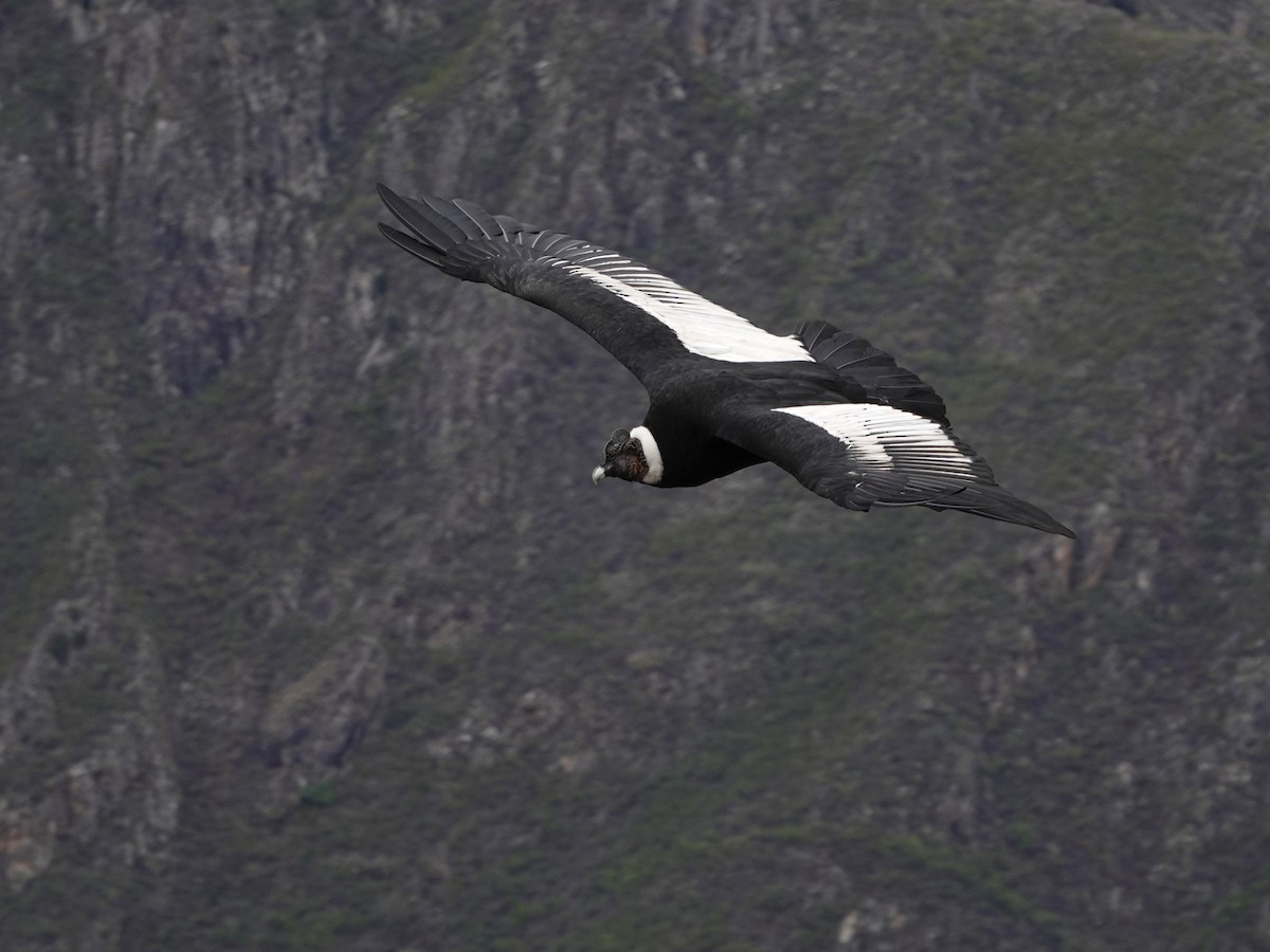 Andean Condor - ML645792819