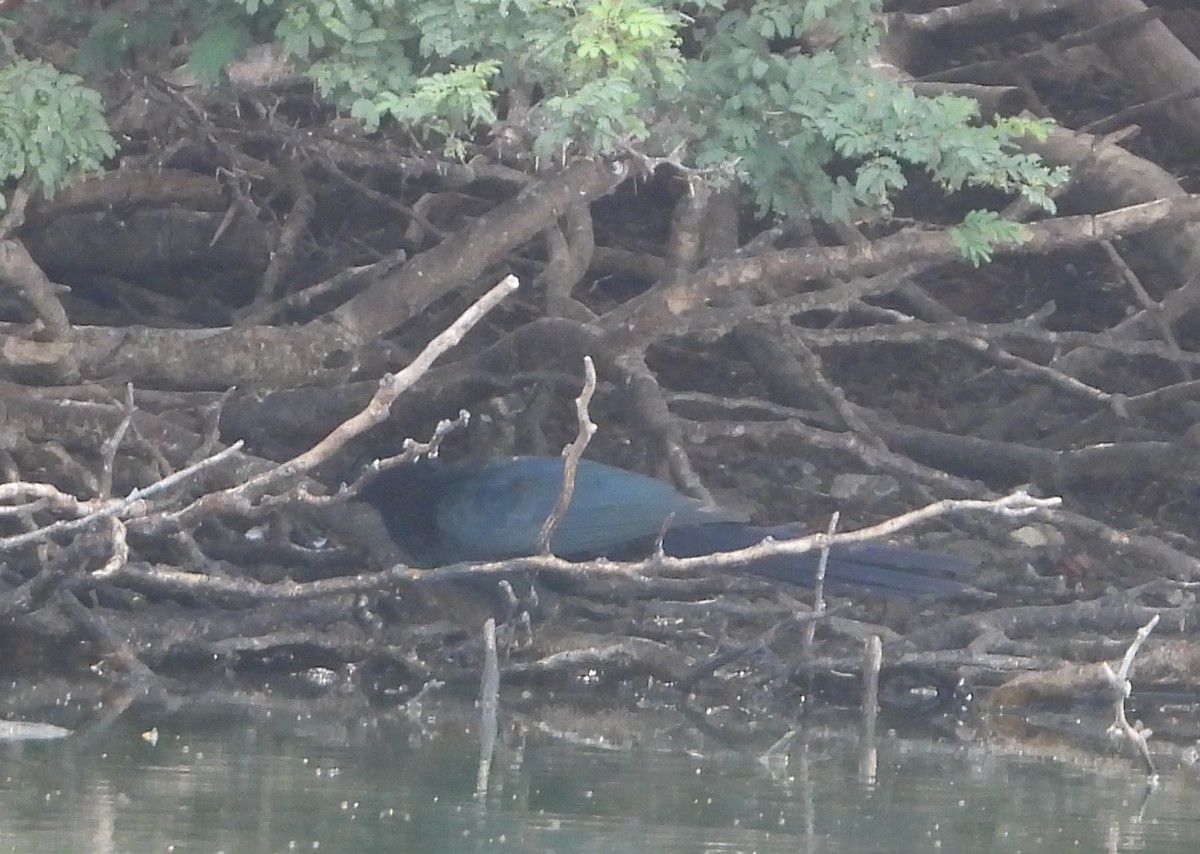 Greater Ani - ML645792822