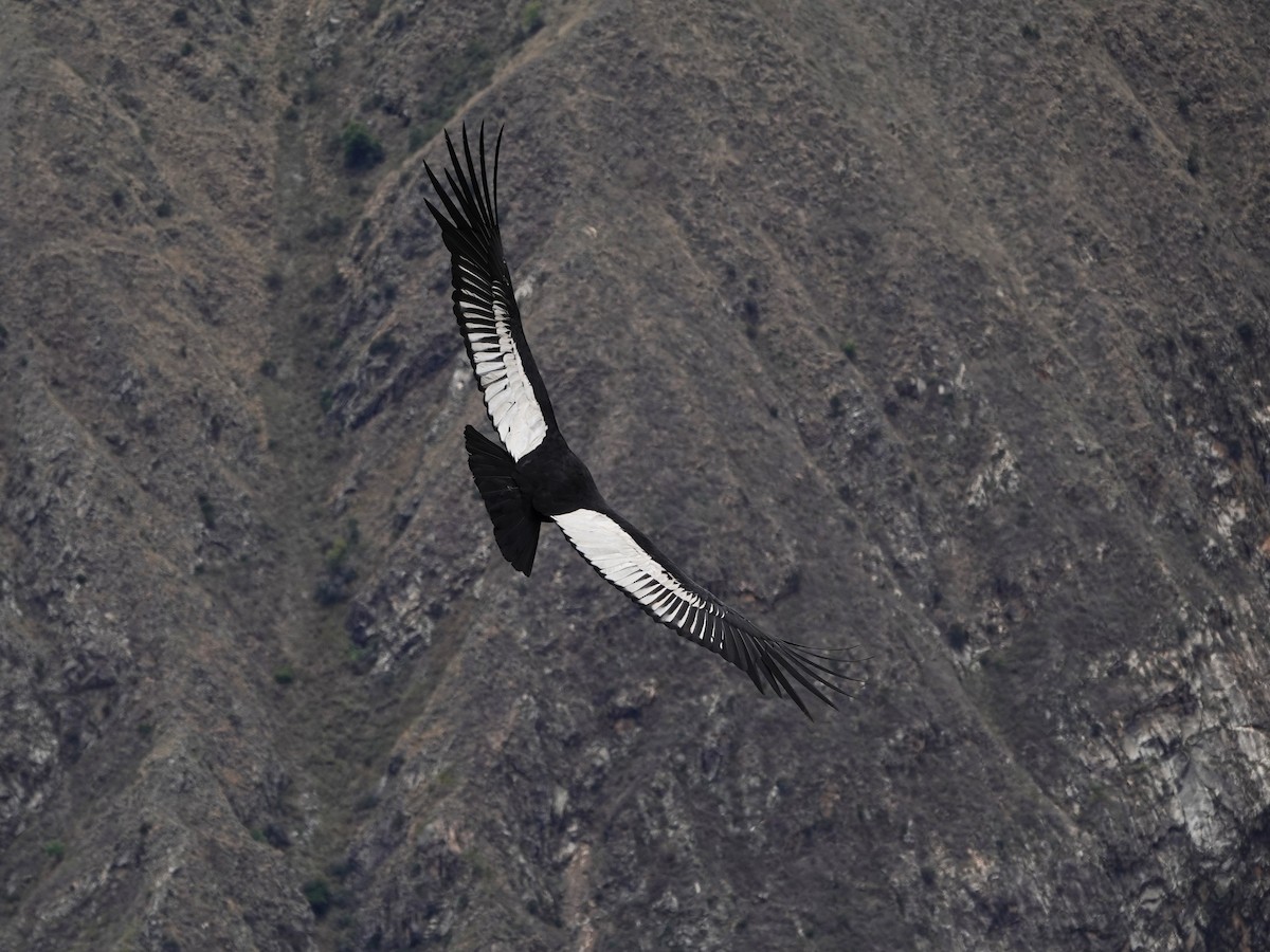 Andean Condor - ML645792824