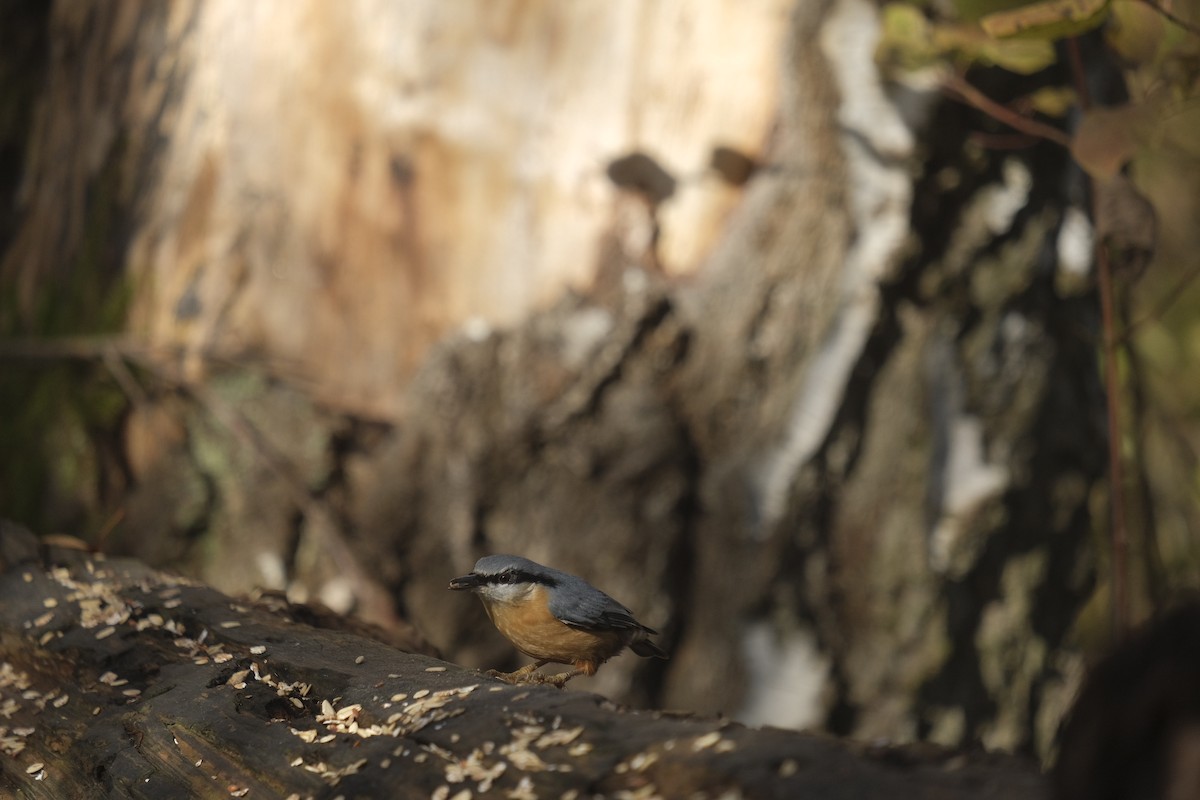 Eurasian Nuthatch - ML645792825