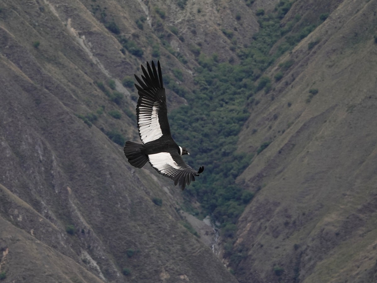 Andean Condor - ML645792826