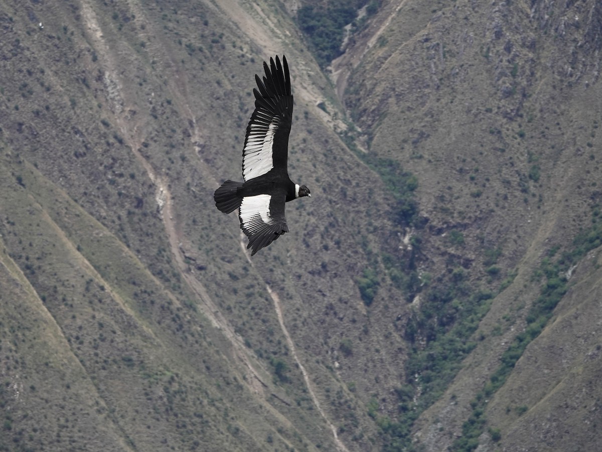Andean Condor - ML645792830