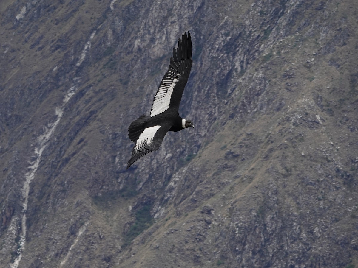 Andean Condor - ML645792831