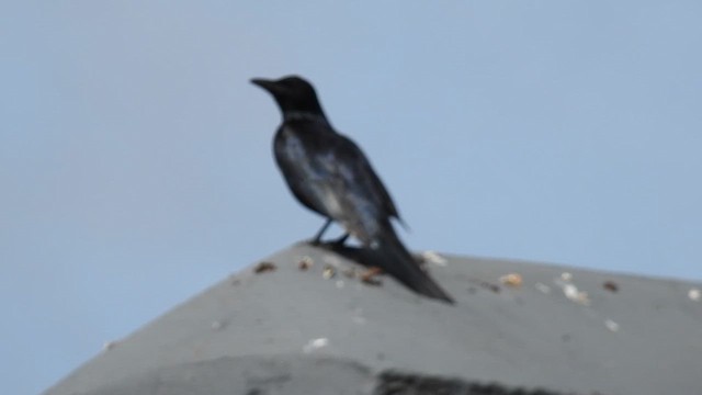 Краснокрылый скворец - ML645792843