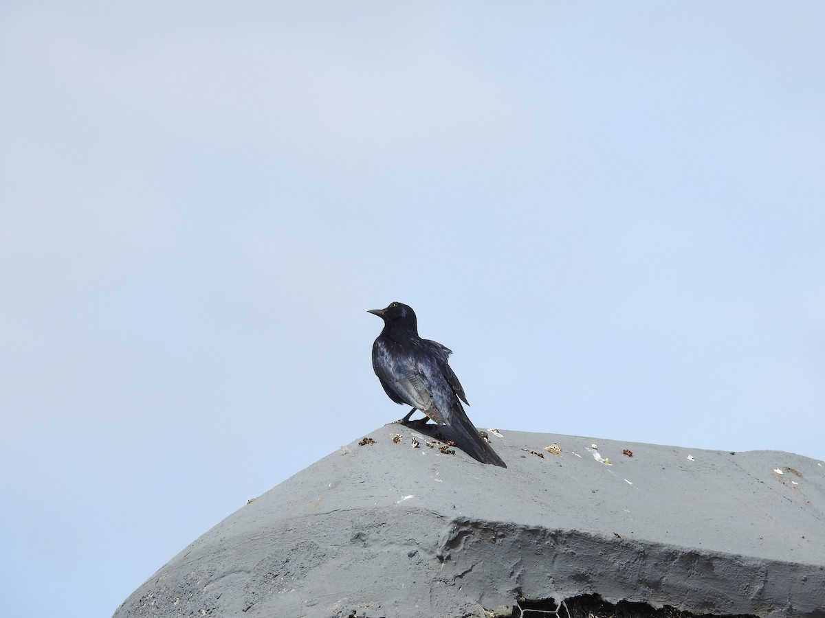 Kızılkanat - ML645792844