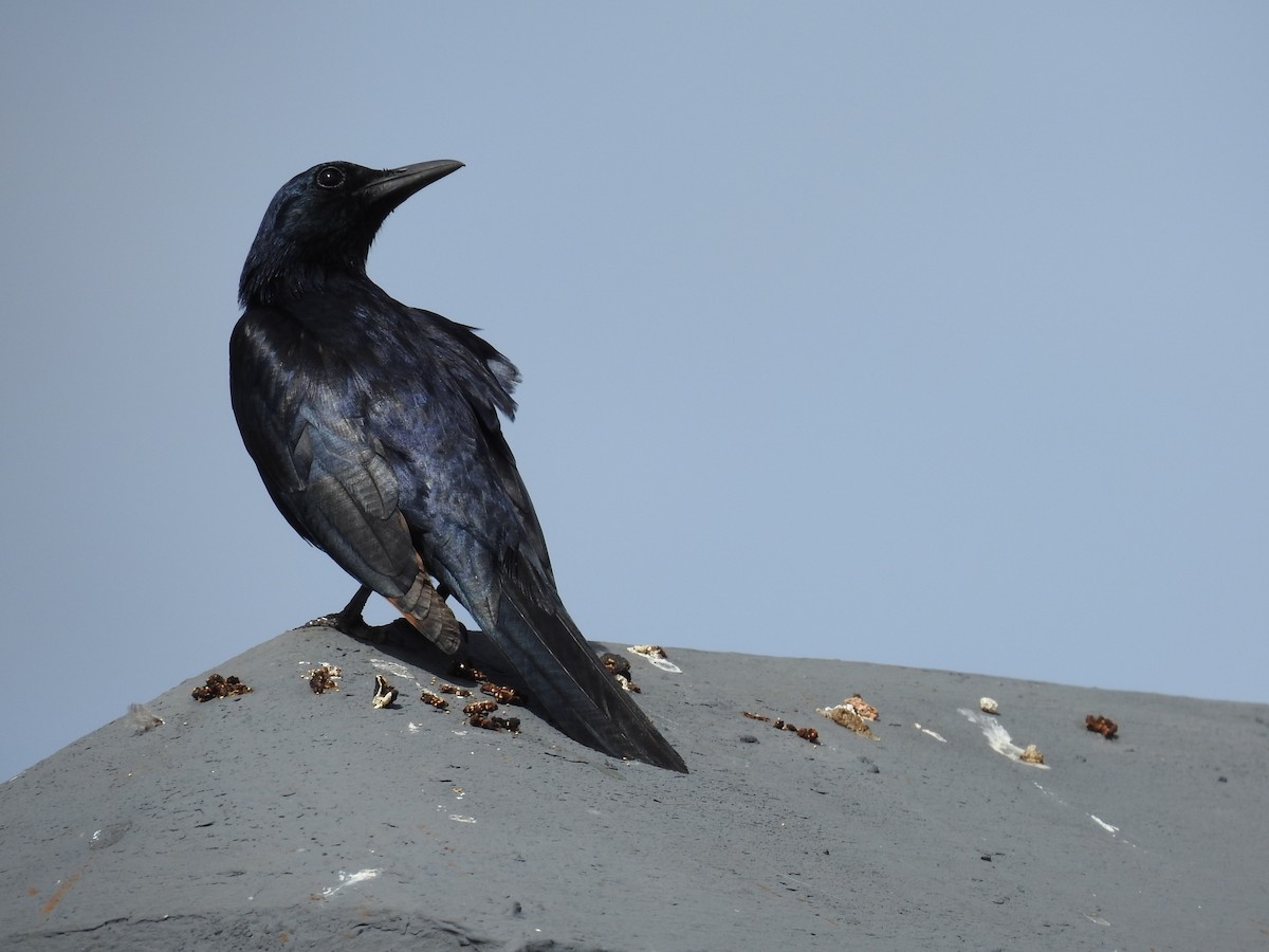 Kızılkanat - ML645792845