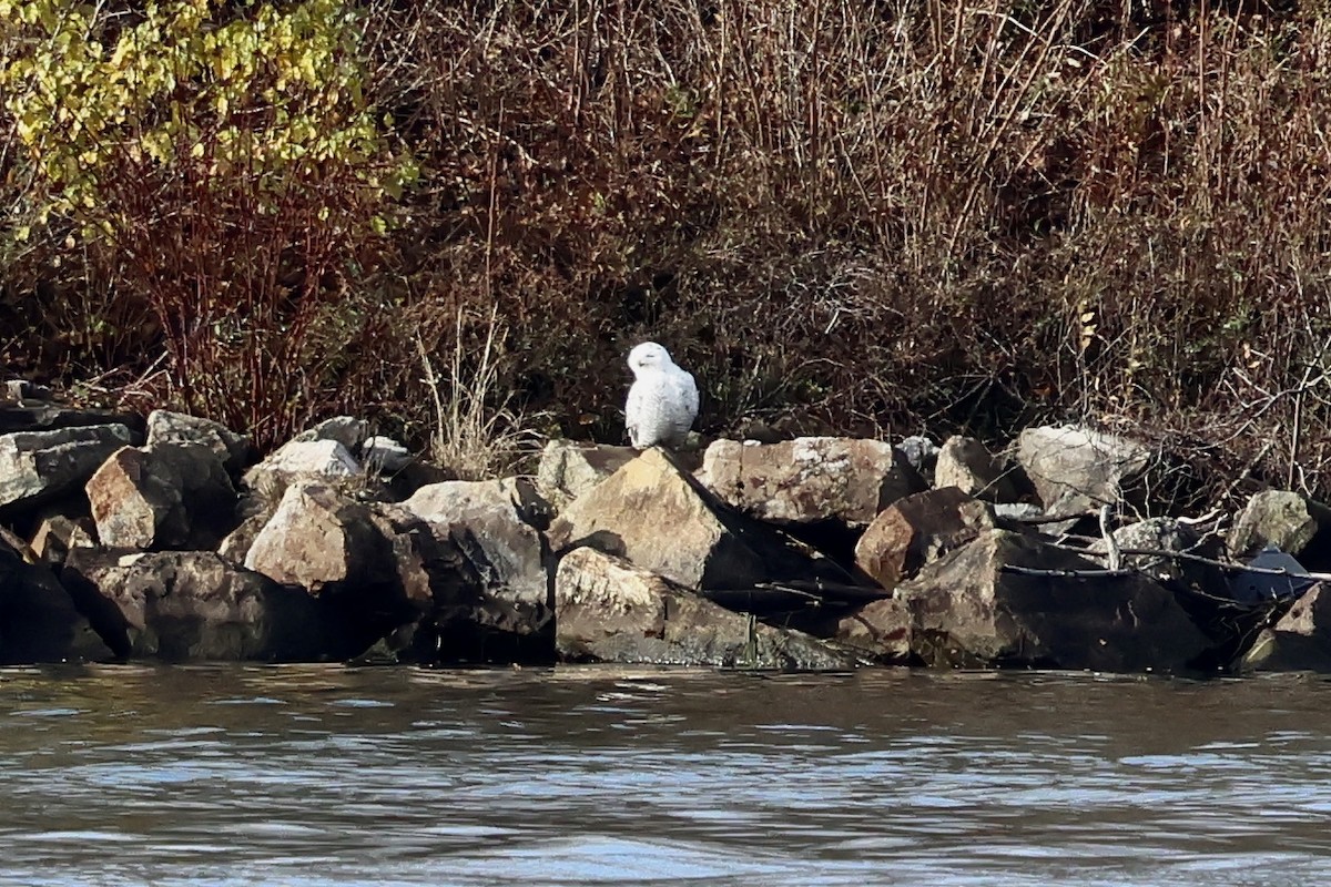 Snowy Owl - ML645792847