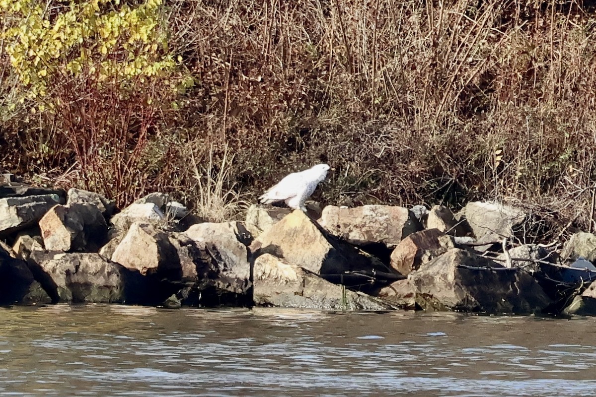 Snowy Owl - ML645792848