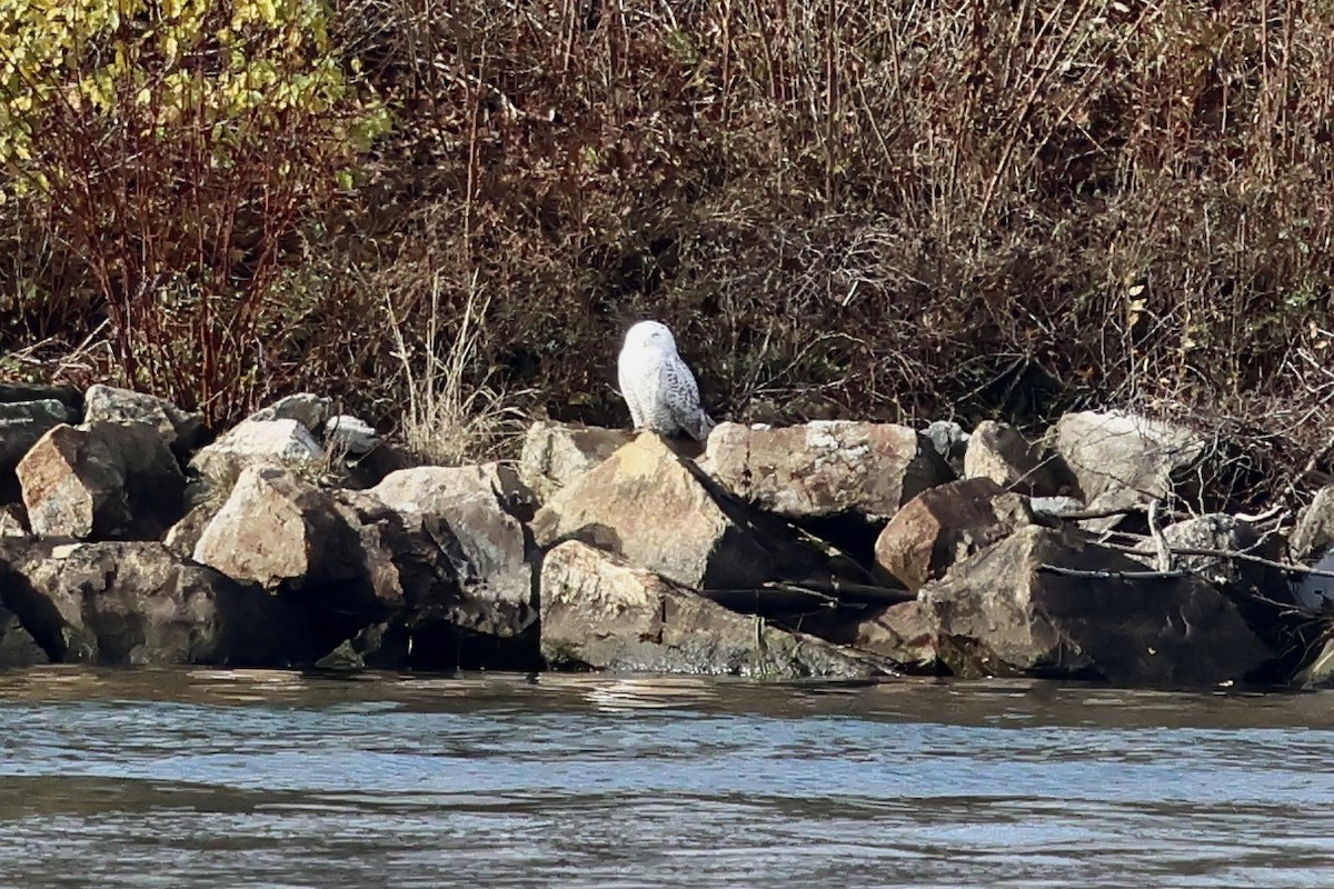 Snowy Owl - ML645792849