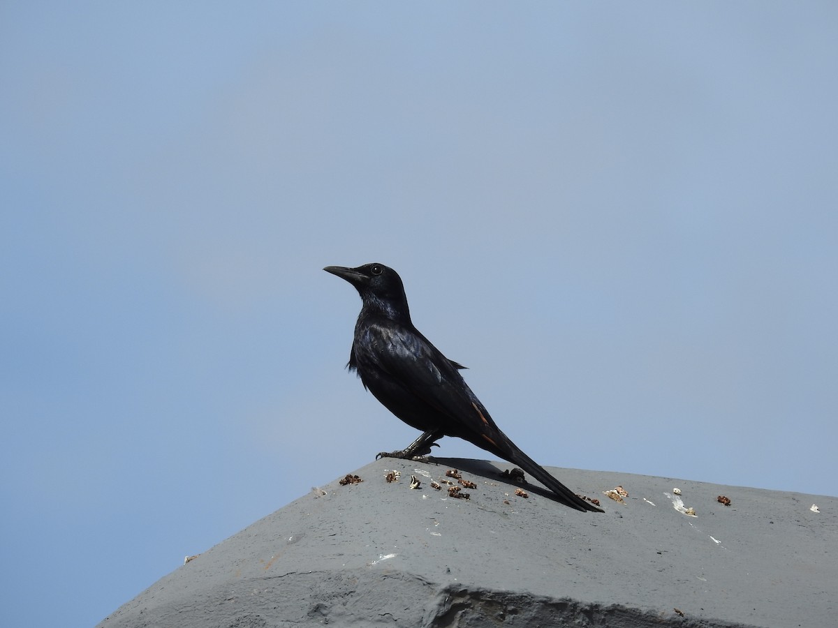 Kızılkanat - ML645792853