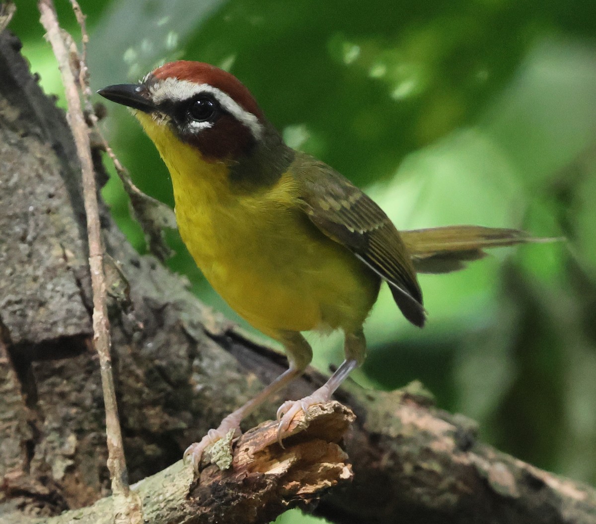 Paruline de Delattre - ML645792867