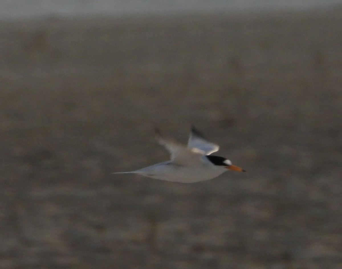 Saunders's Tern - ML645792873