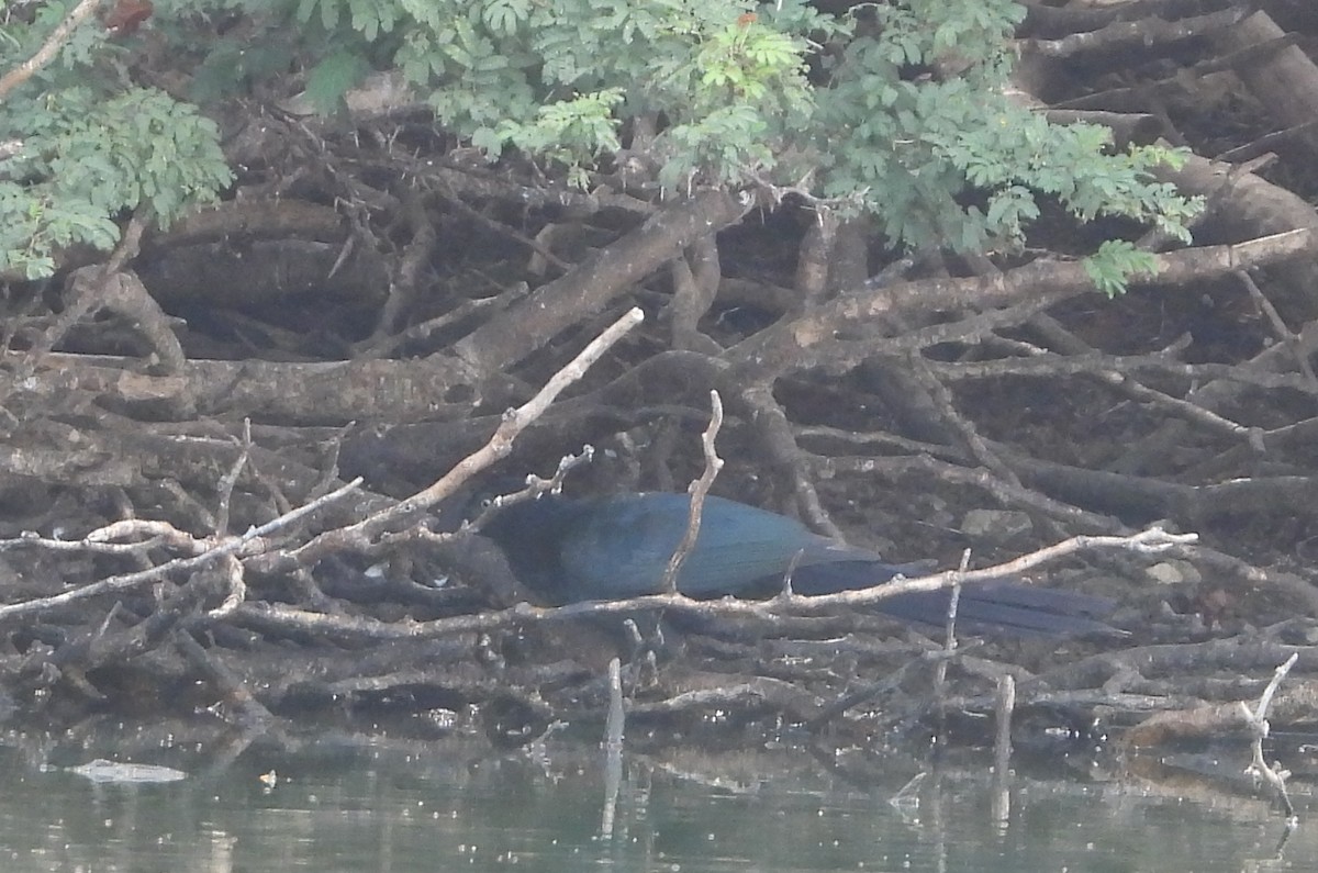 Greater Ani - ML645792884