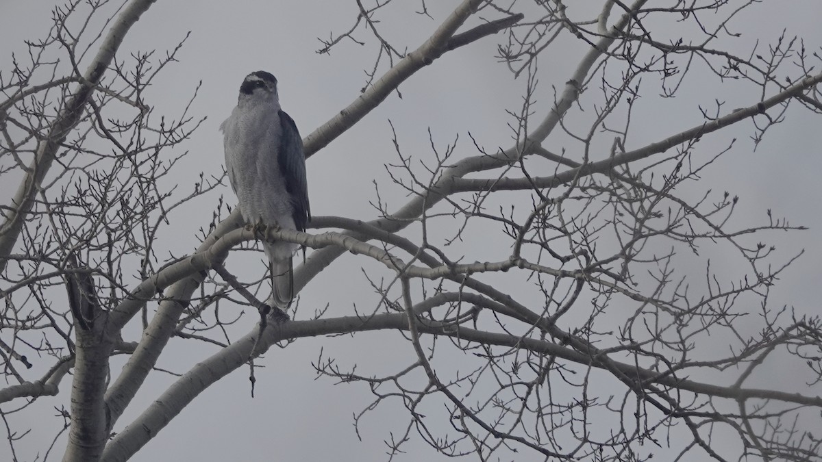 American Goshawk - ML645792886