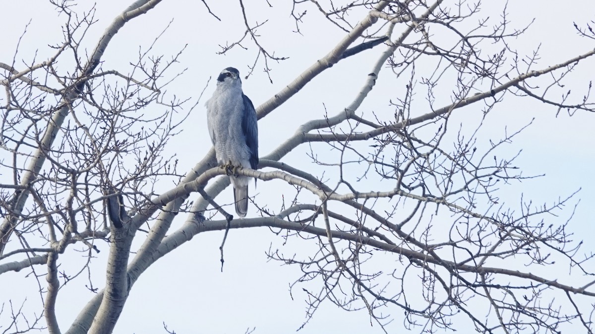 American Goshawk - ML645792887