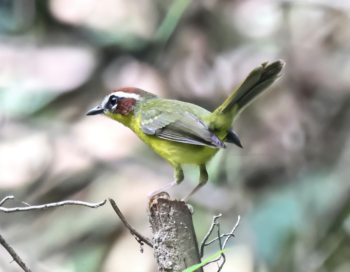 Paruline de Delattre - ML645792892