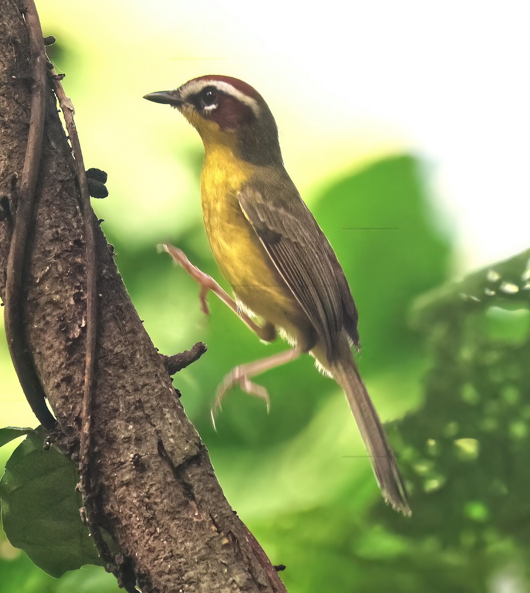 Paruline de Delattre - ML645792908