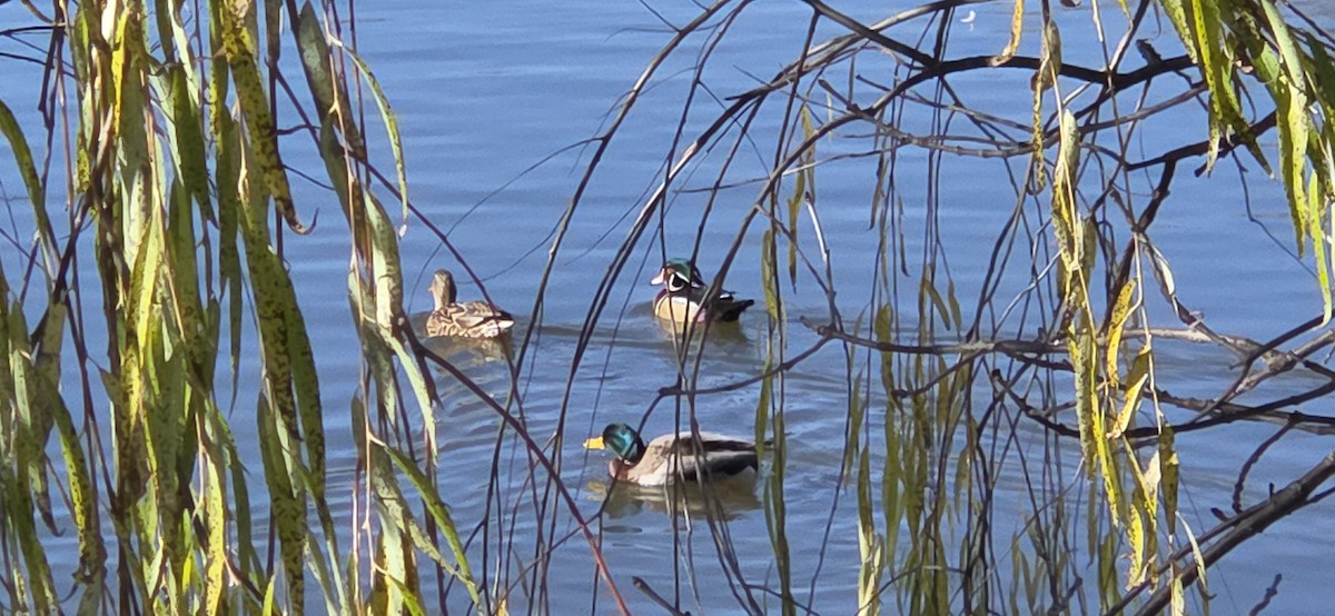 Wood Duck - ML645792943