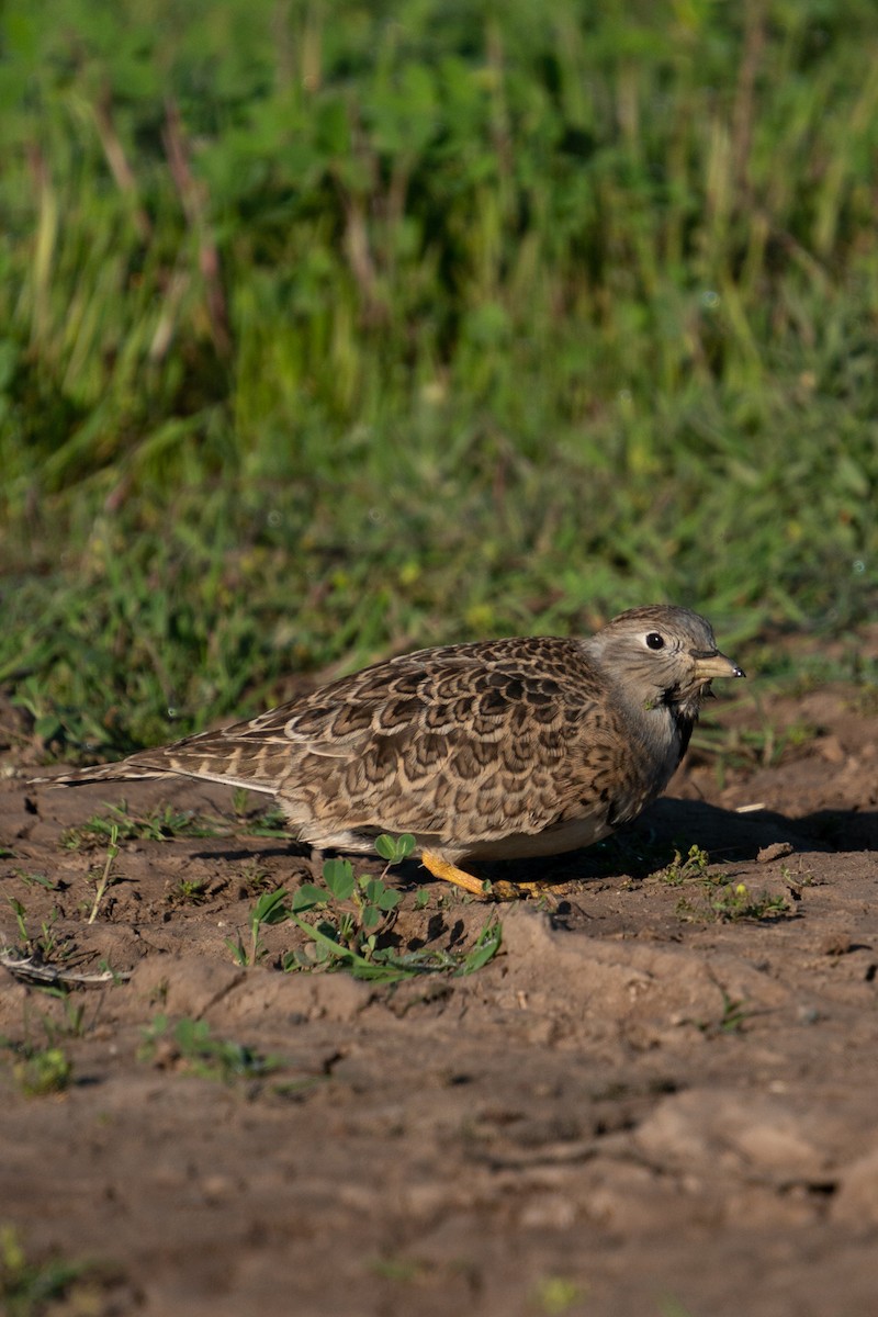Least Seedsnipe - ML645792958