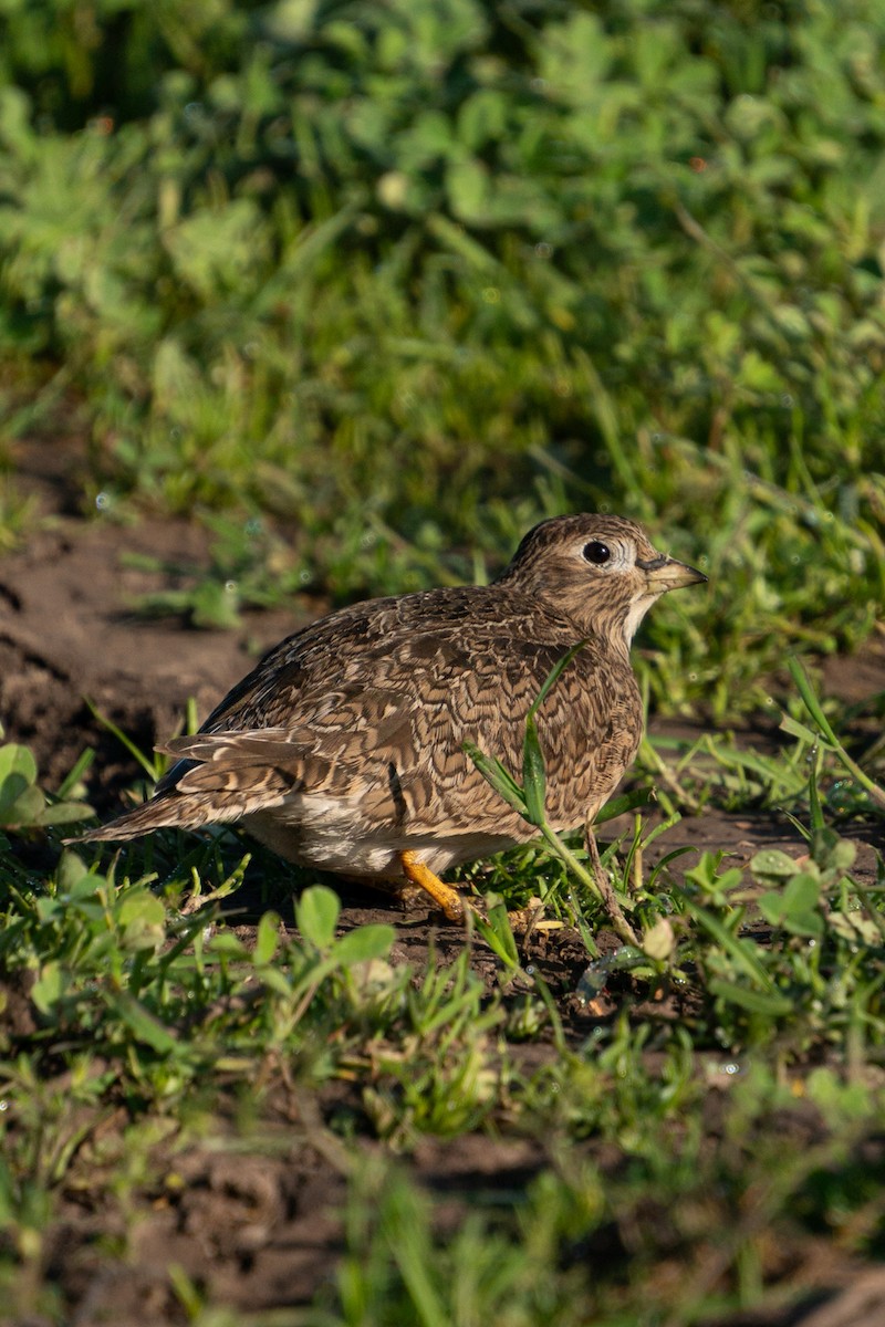 Least Seedsnipe - ML645792959