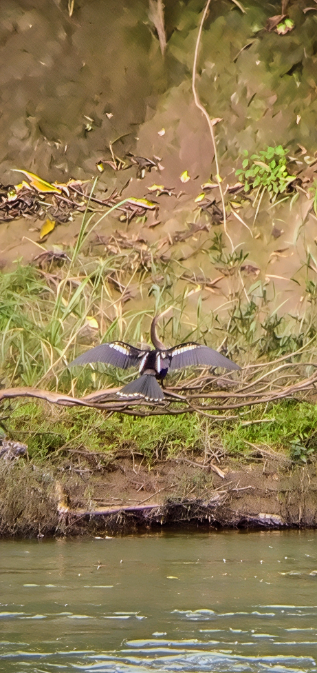 Anhinga - ML645792980