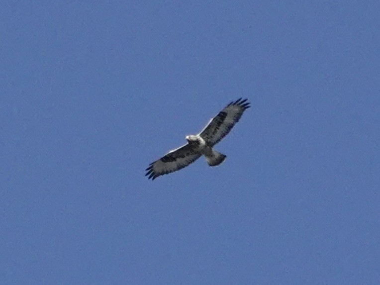 Rough-legged Hawk - ML645793014