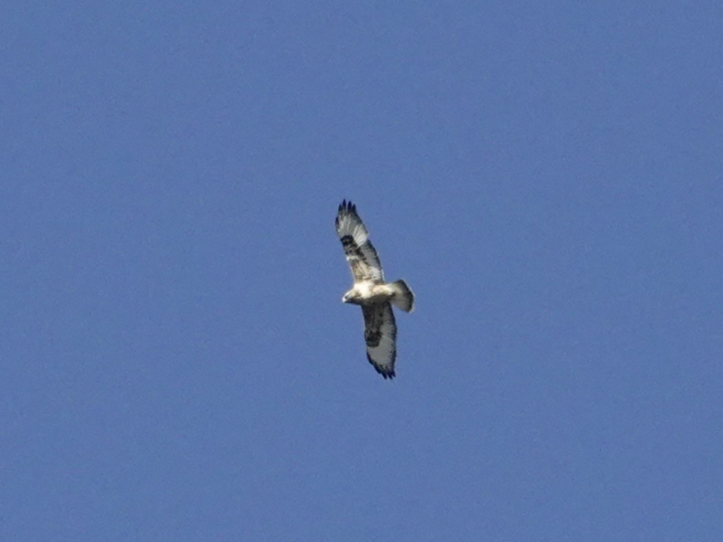 Rough-legged Hawk - ML645793015