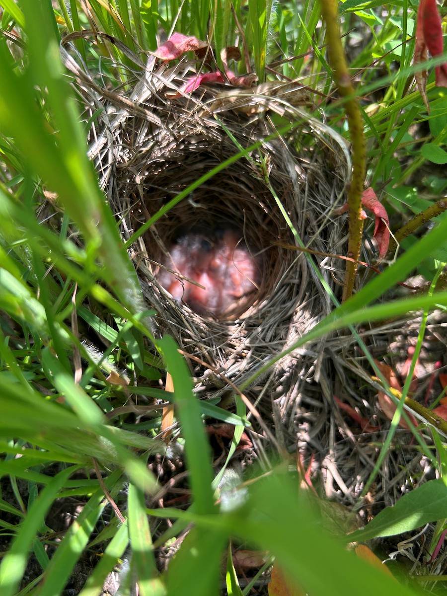 Bachman's Sparrow - ML645793016