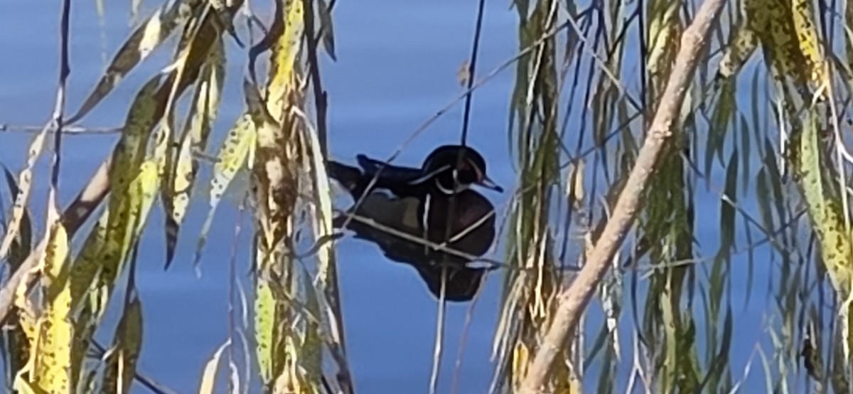 Wood Duck - ML645793017