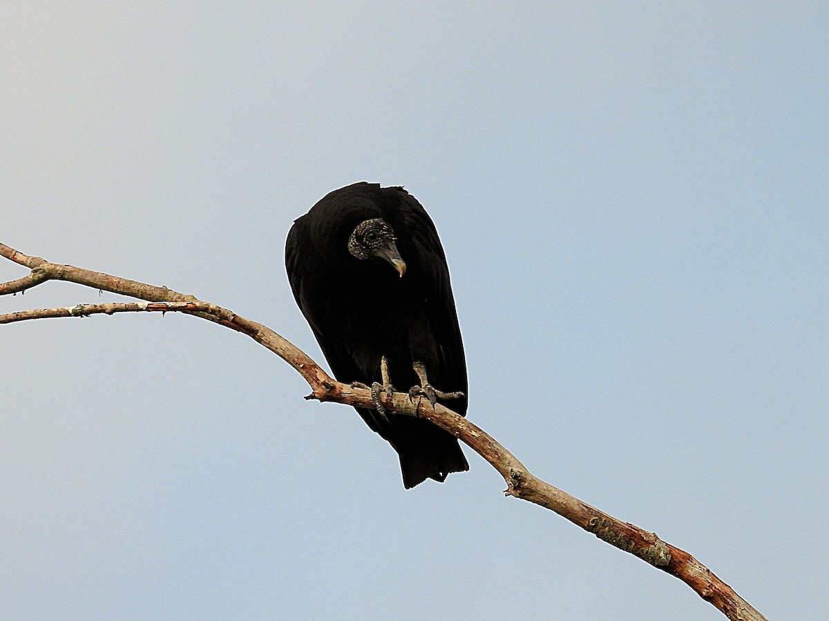 Чёрная катарта - ML645793018