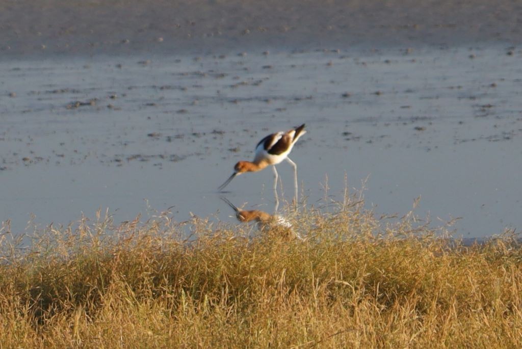 American Avocet - ML645793021