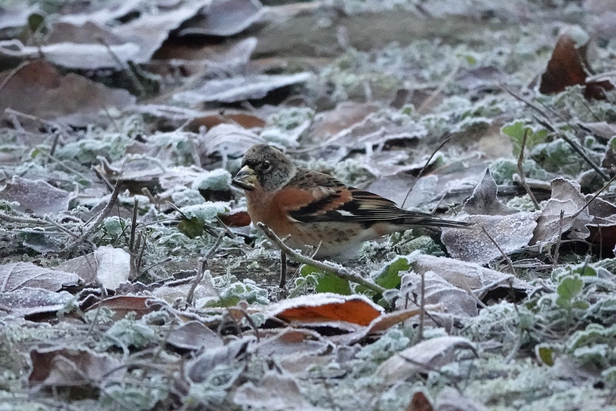 Brambling - ML645793026