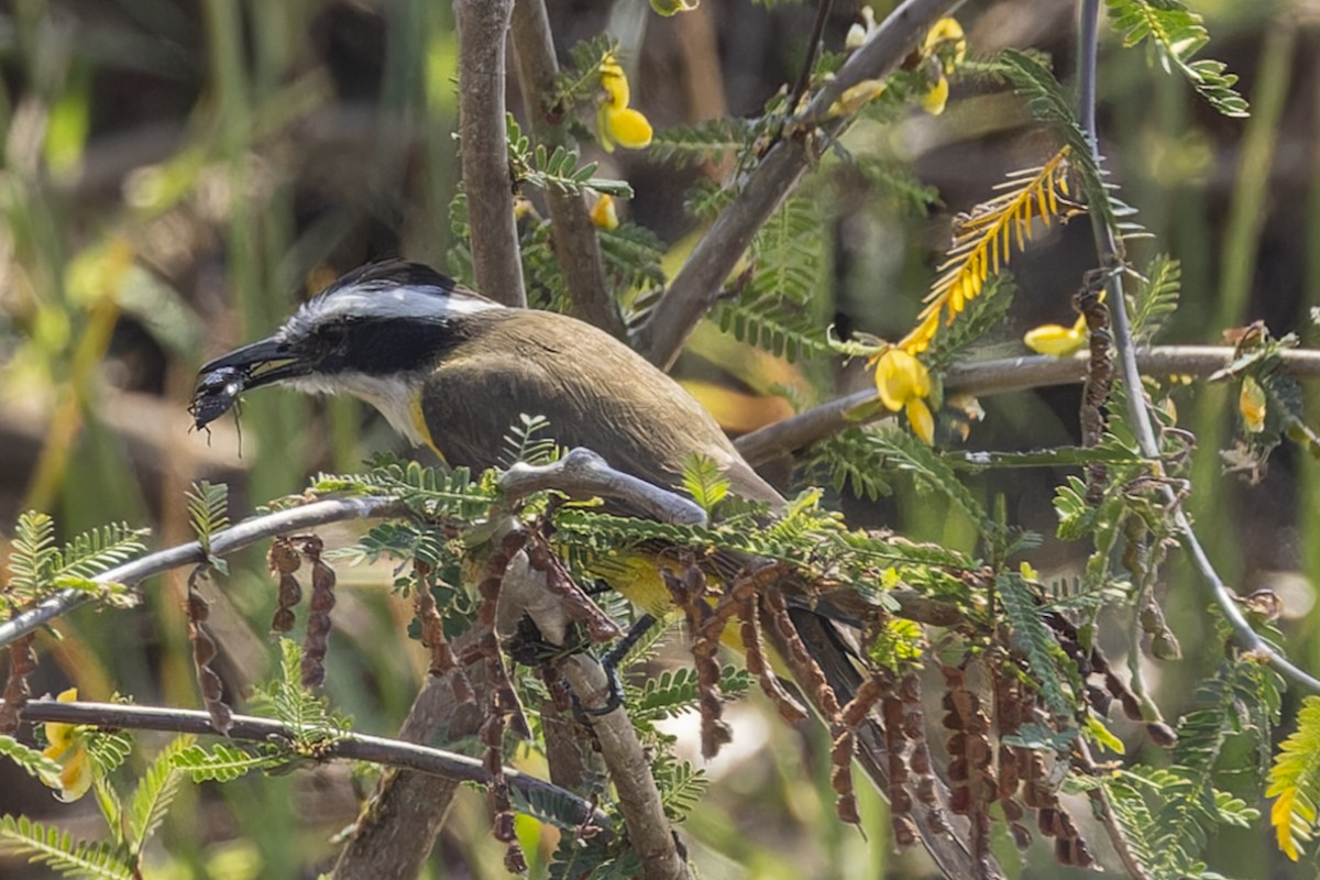 Lesser Kiskadee - ML645793039