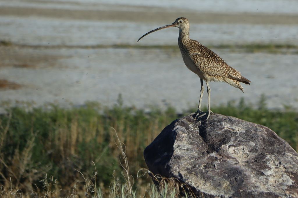 Кульон американський - ML645793041