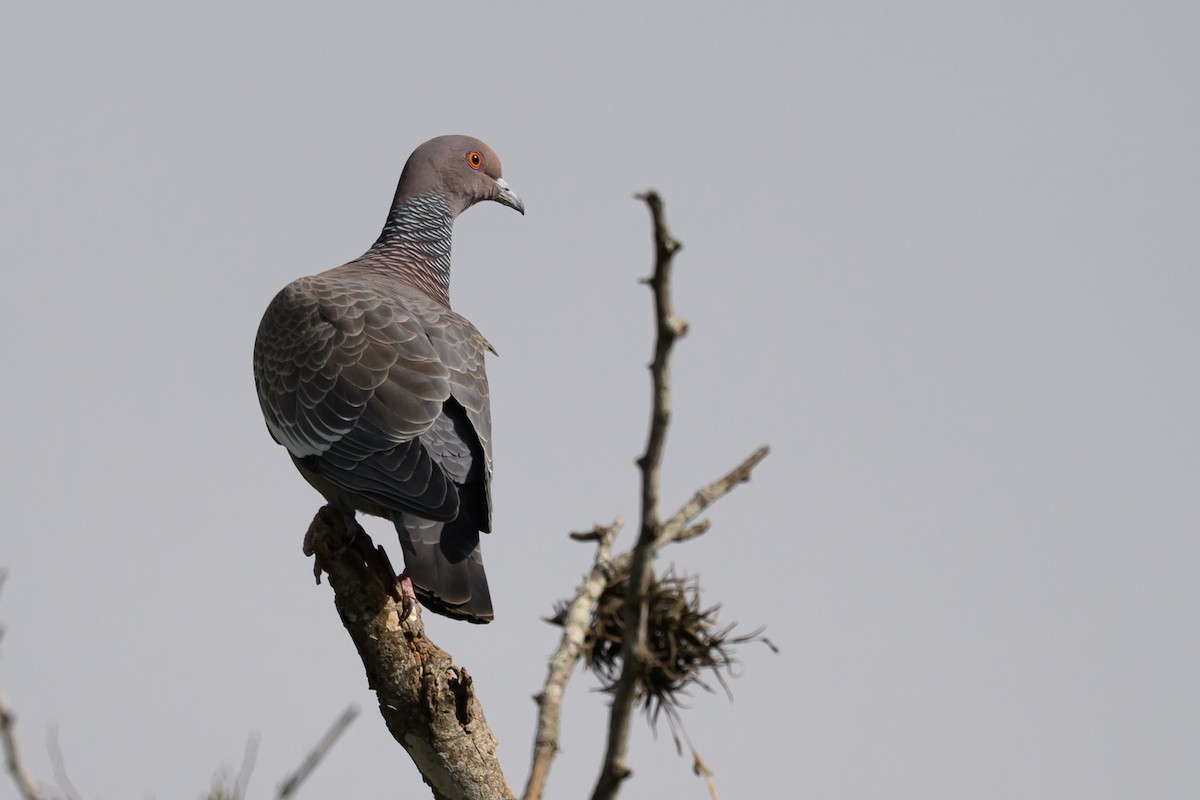 Picazuro Pigeon - ML645793042