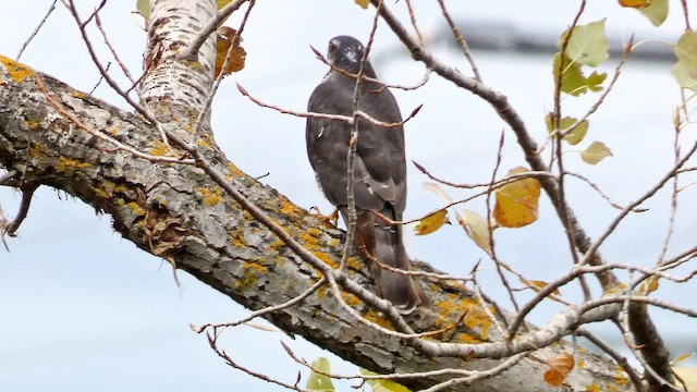 Перепелятник - ML645793047