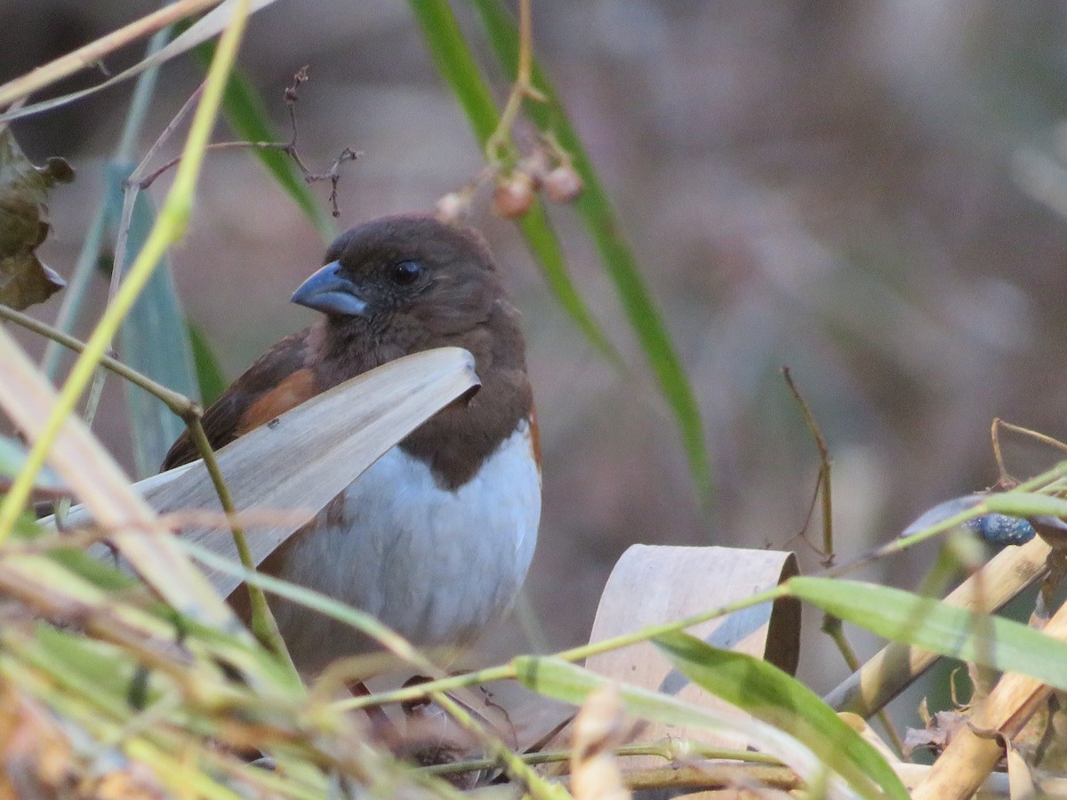 Eastern Towhee - ML645793051