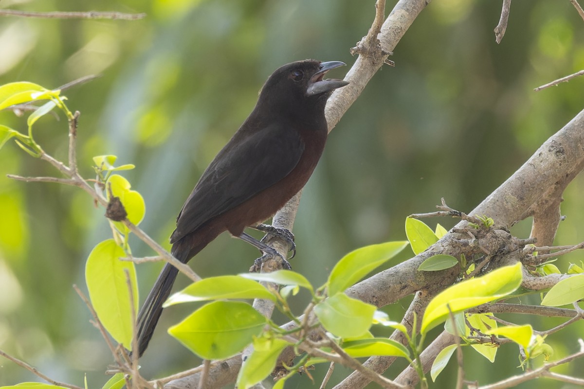 Silver-beaked Tanager - ML645793053
