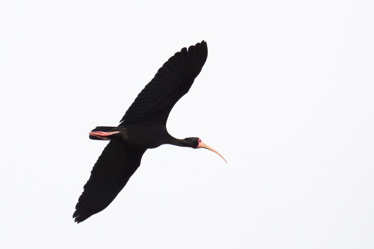 Ibis Afeitado - ML645793055