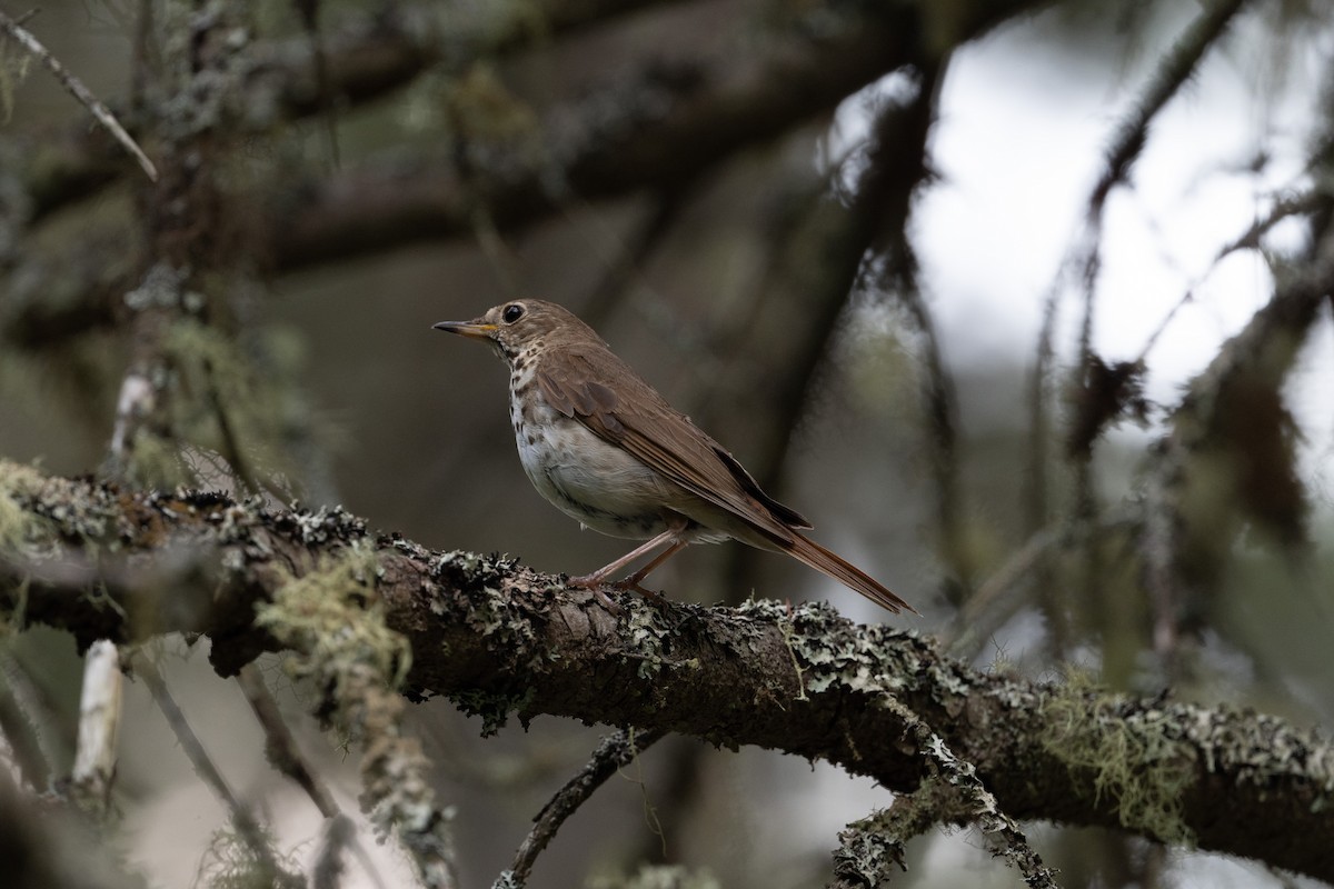 eremittskogtrost - ML645793056