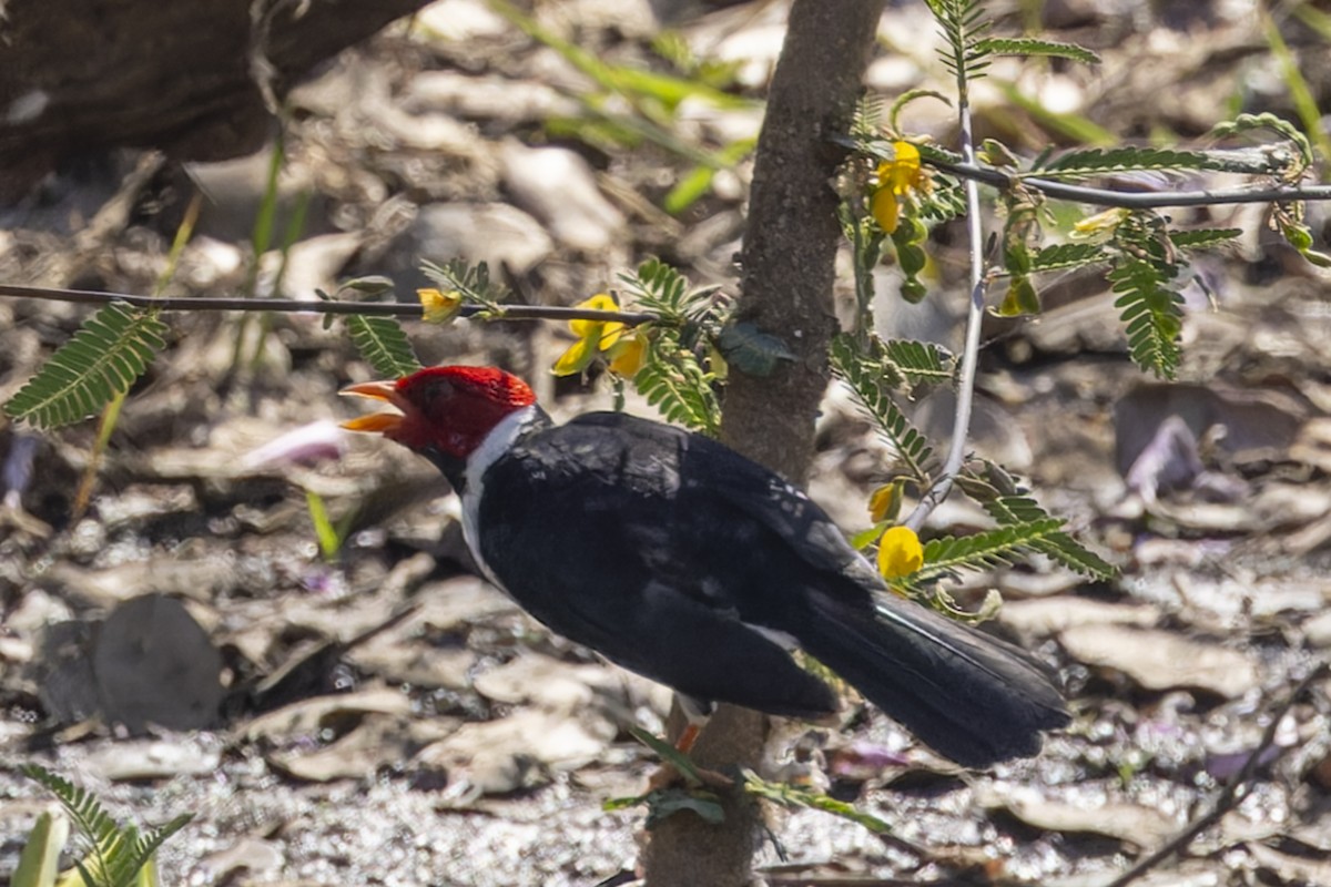 Yellow-billed Cardinal - ML645793059