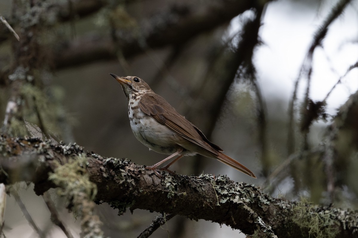 eremittskogtrost - ML645793062