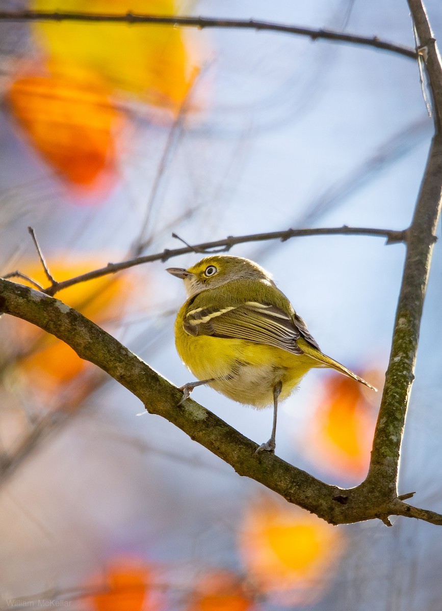 White-eyed Vireo - ML645793068