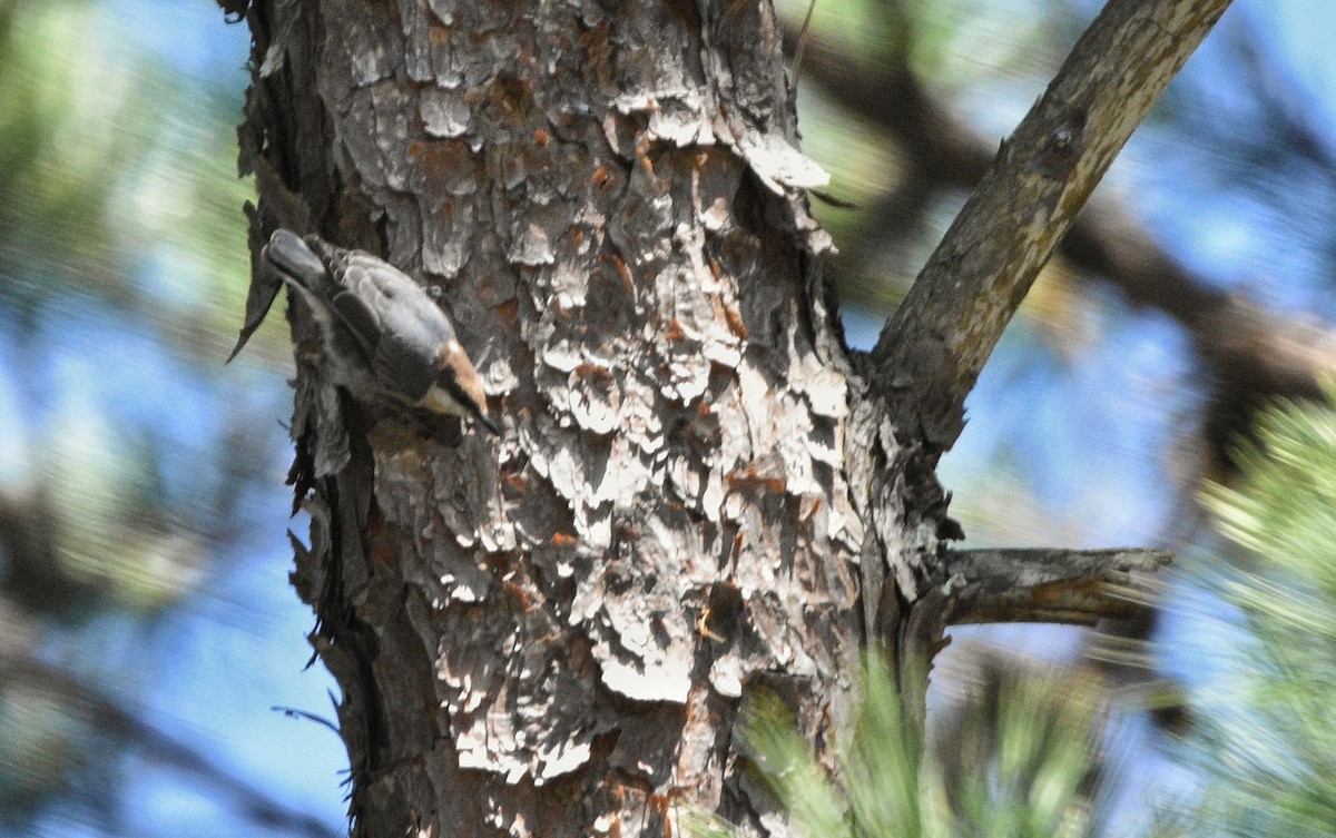 Sittelle à tête brune - ML645793073