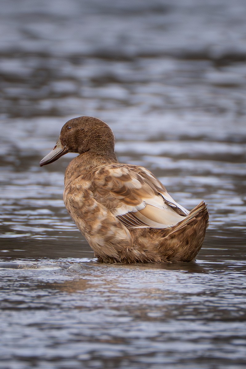 Mallard - ML645793074