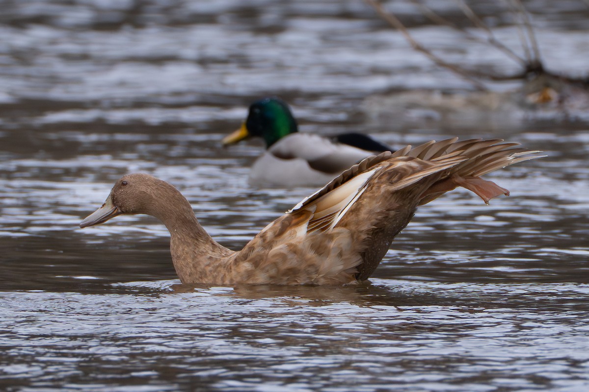 Mallard - ML645793075