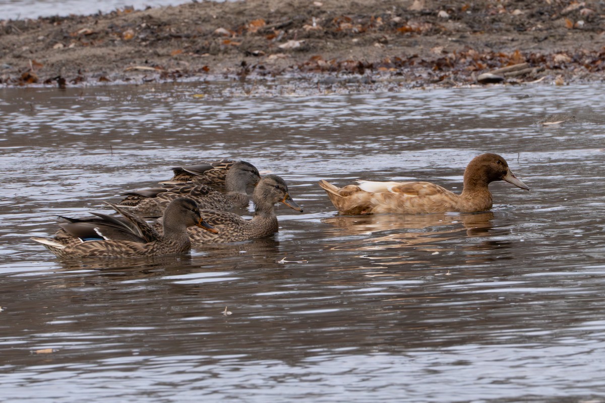 Mallard - ML645793076