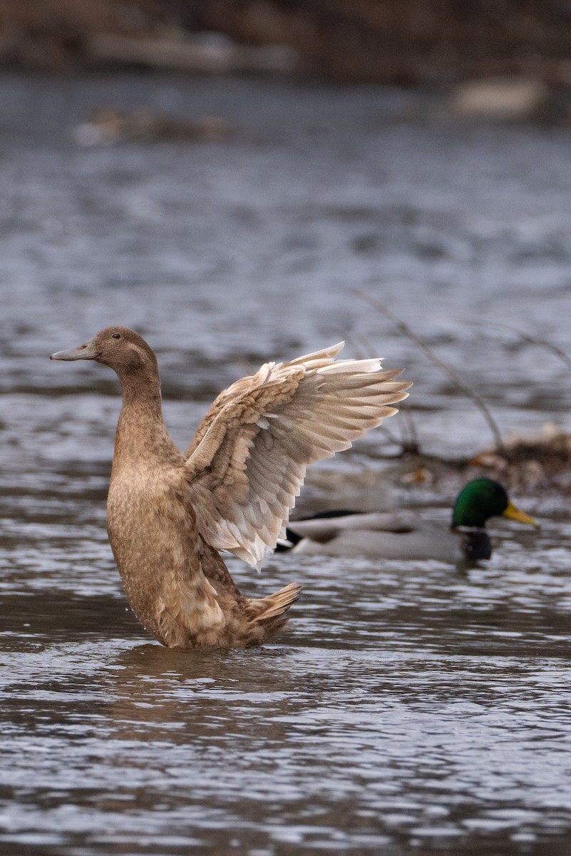 Mallard - ML645793077